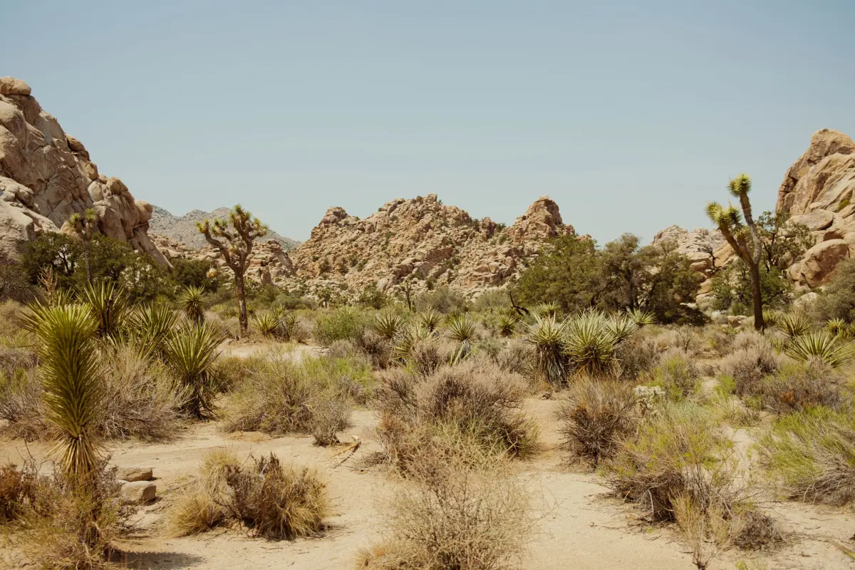 Fujifilm X100V at Joshua Tree National Park