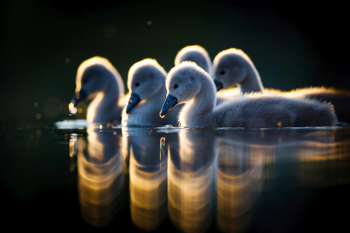 Wildlife Photography and Filmmaking