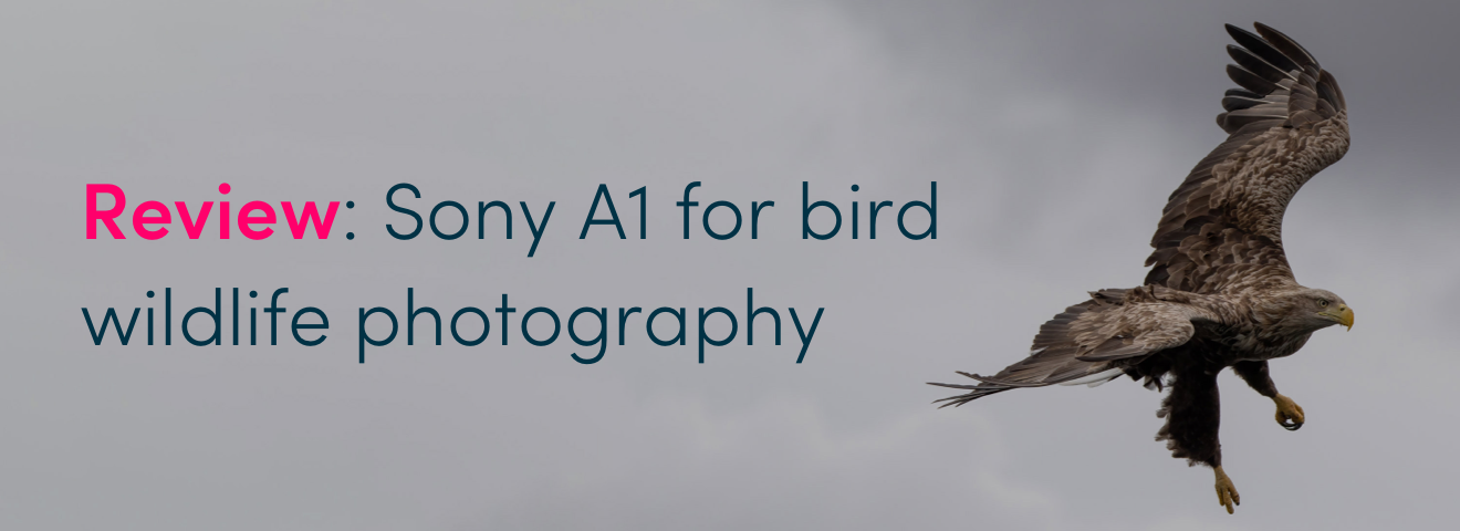 Review: Sony A1 for bird wildlife photography