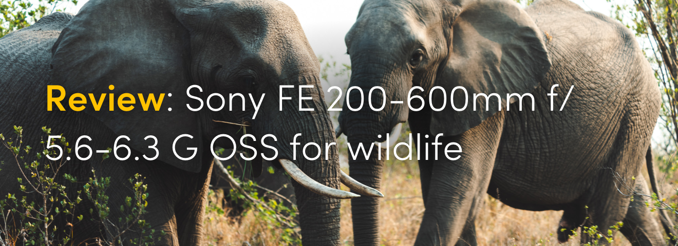 Review: Sony FE 200-600mm f/5.6-6.3 G OSS for wildlife