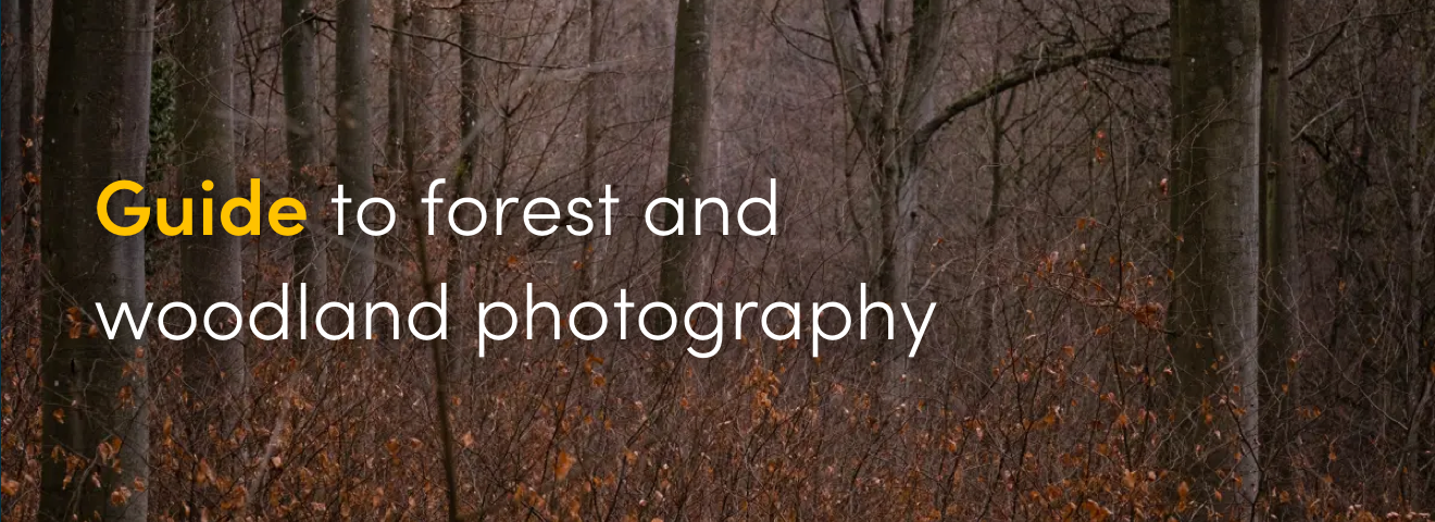 Guide to forest and woodland photography