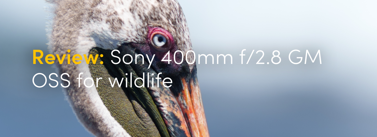Review: Sony 400mm f/2.8 GM OSS for wildlife