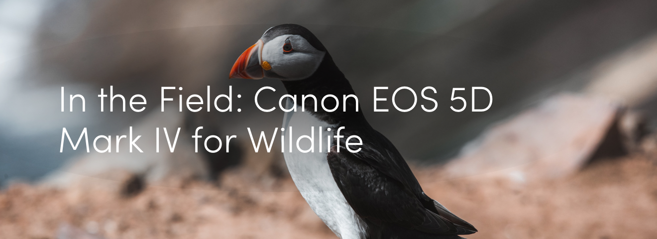 In the Field: Canon EOS 5D Mark IV for Wildlife