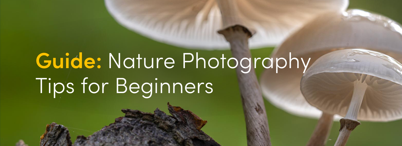Guide: Nature Photography Tips for Beginners