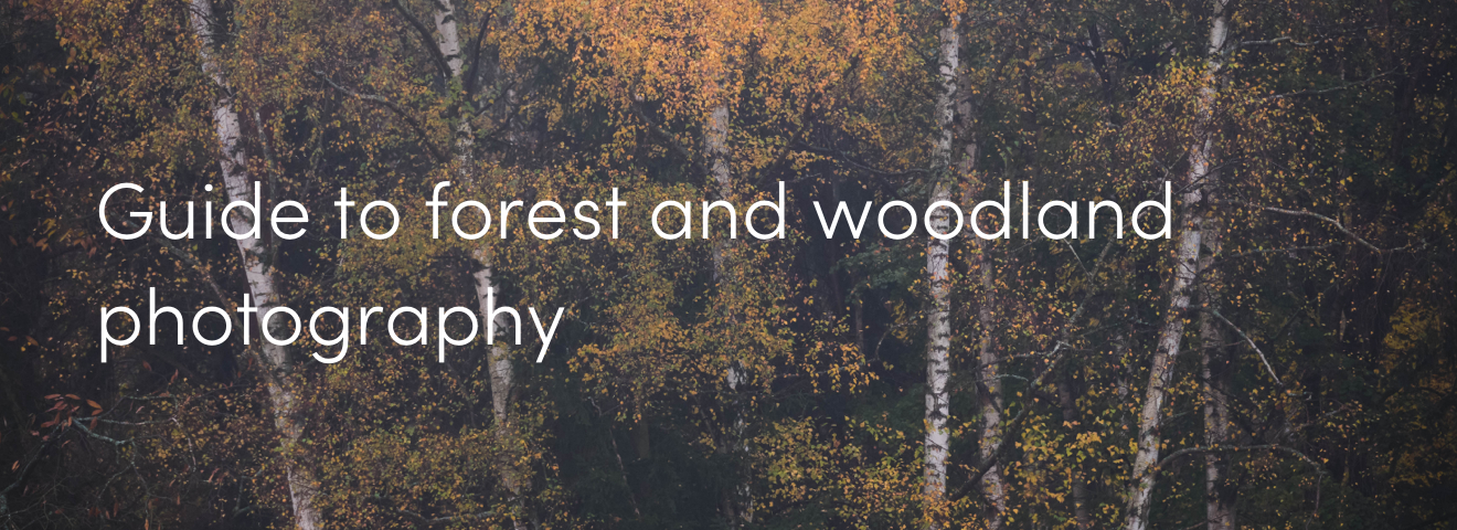 Guide to forest and woodland photography