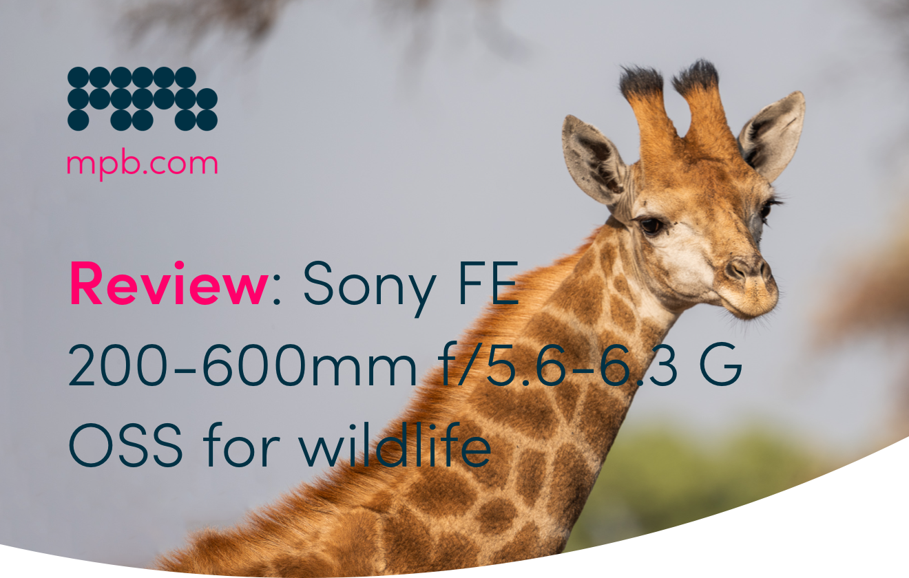Review: Sony FE 200-600mm f/5.6-6.3 G OSS for wildlife