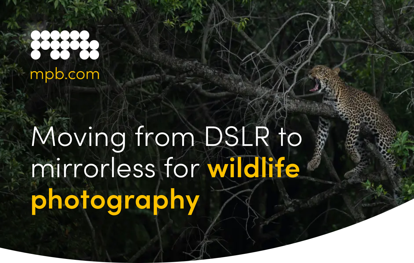Moving from DSLR to mirrorless for wildlife photography