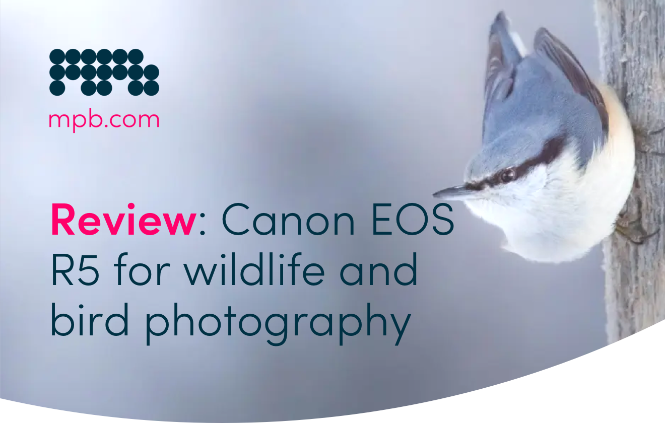 Review: Canon EOS R5 for wildlife and bird photography
