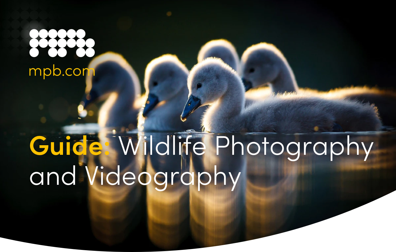 Guide: Wildlife Photography and Videography