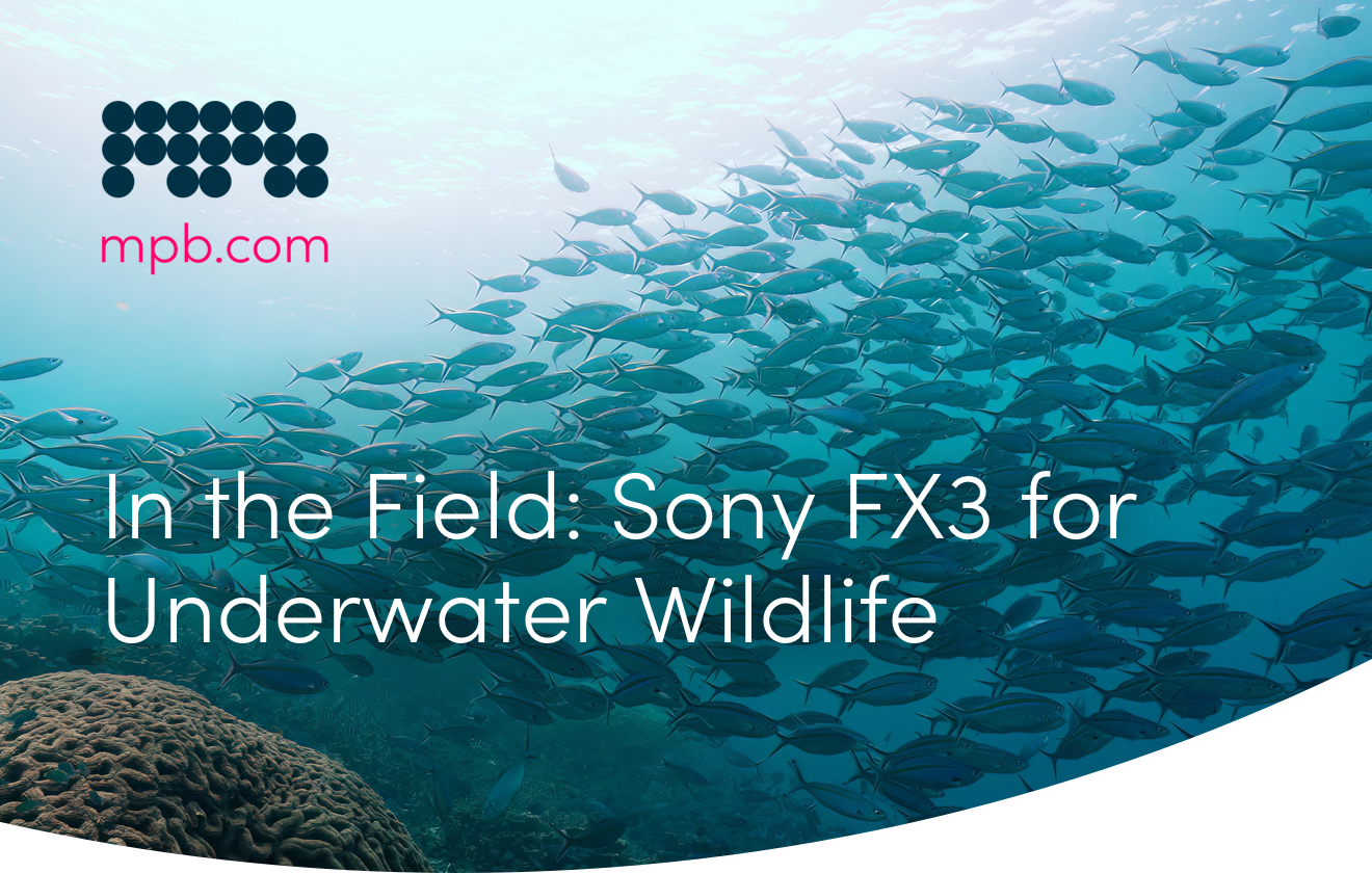 In the Field: Sony FX3 for Underwater Wildlife