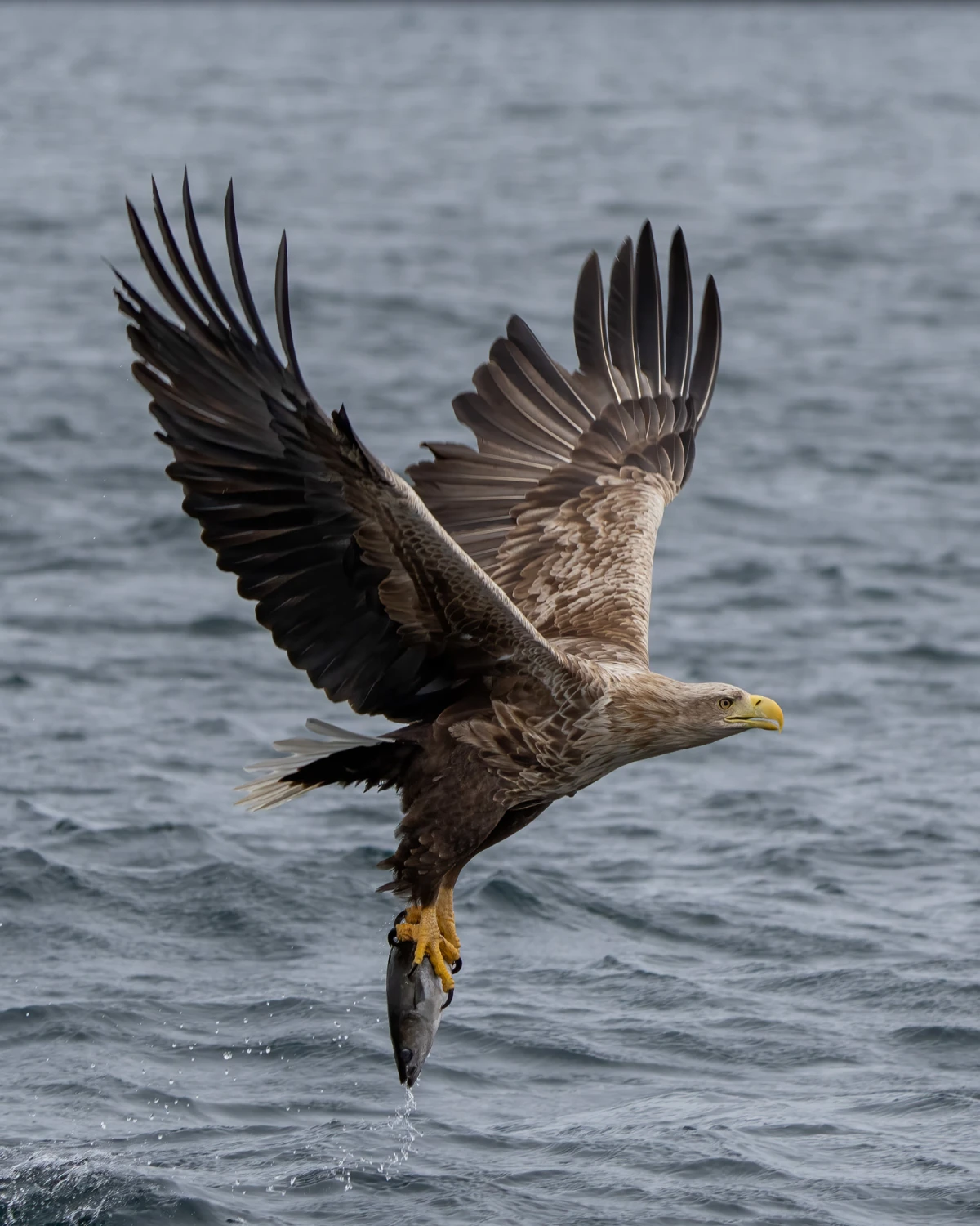 Sony A1 for Bird & Wildlife Photography