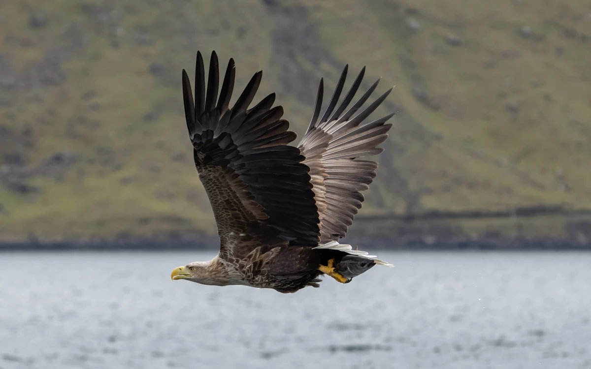 Sony A1 for Bird & Wildlife Photography