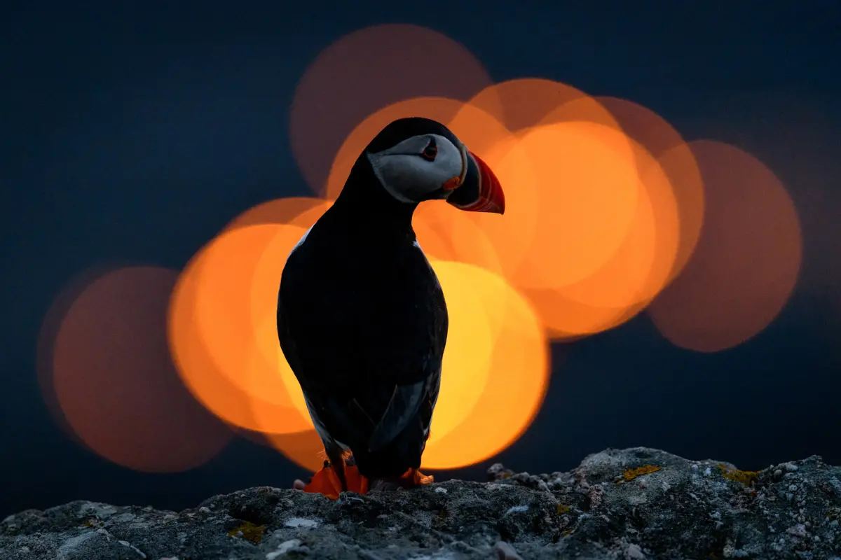 Wildlife Photography and Filmmaking