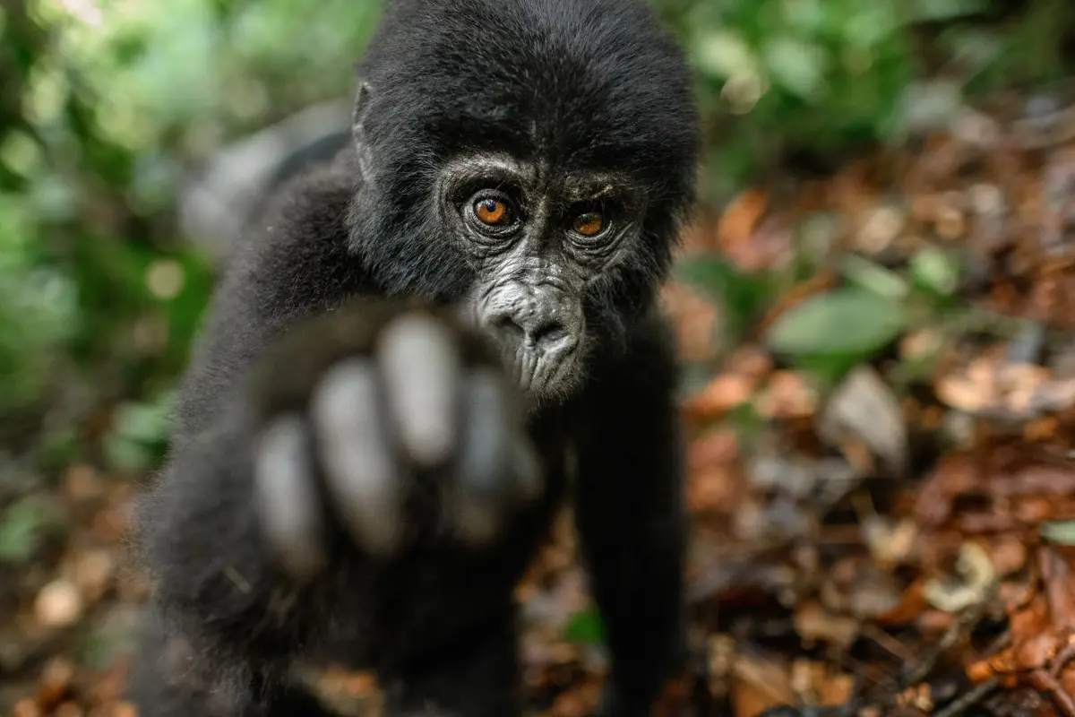 Wildlife Photography and Filmmaking