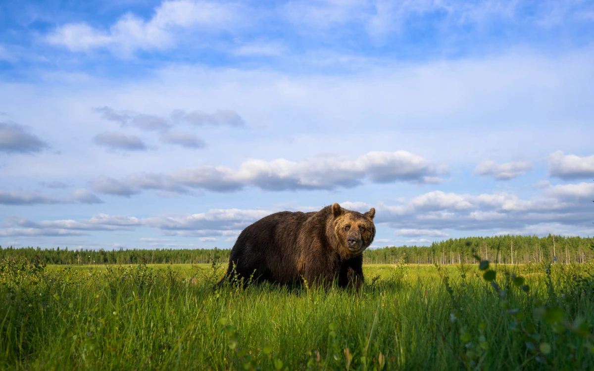 Top 10 Tips for Professional Wildlife Photography