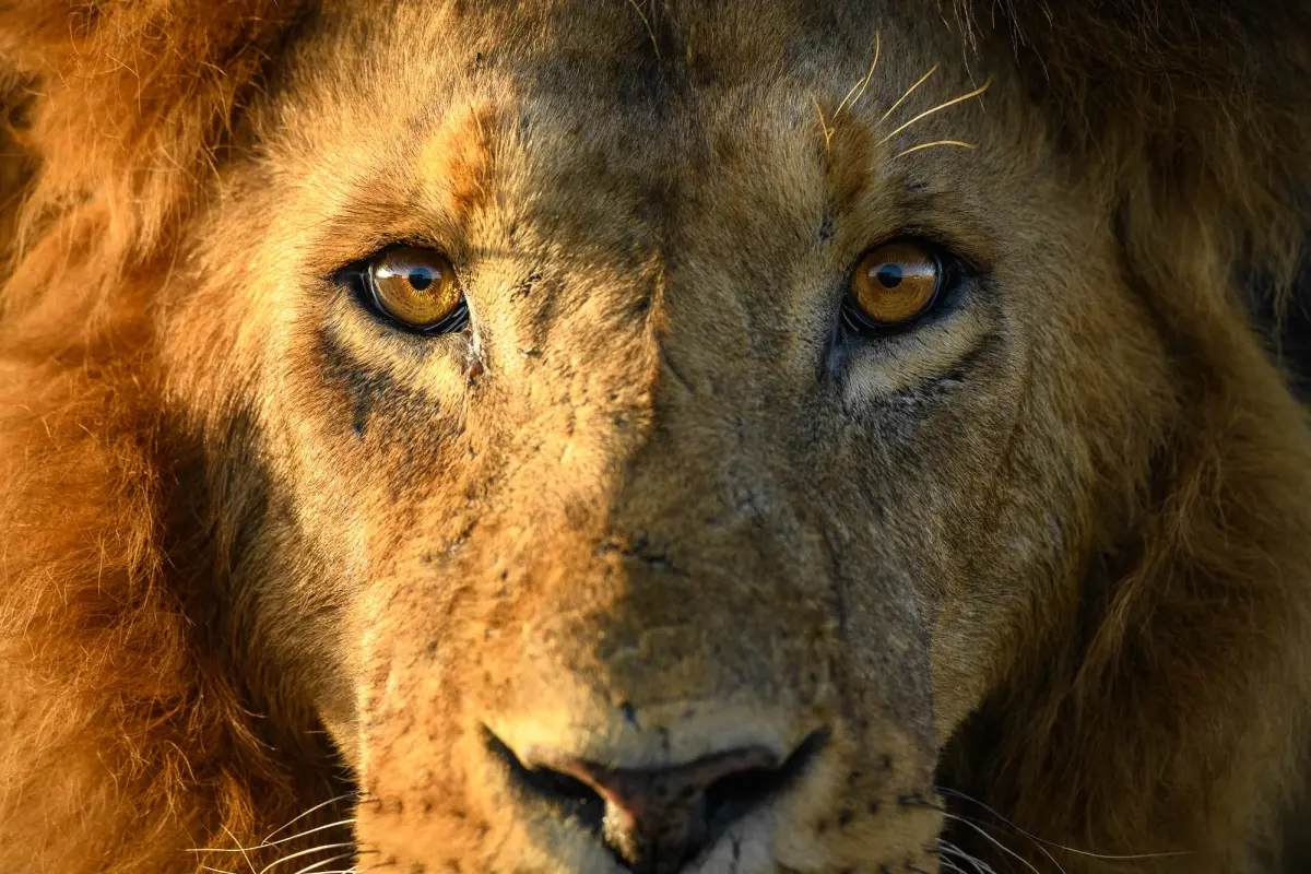 Top 10 Tips for Professional Wildlife Photography