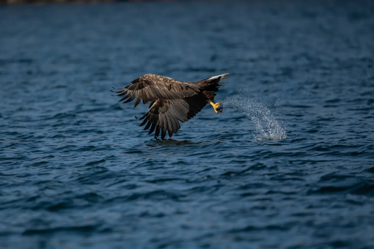 How to Film a Feature-length Wildlife Documentary