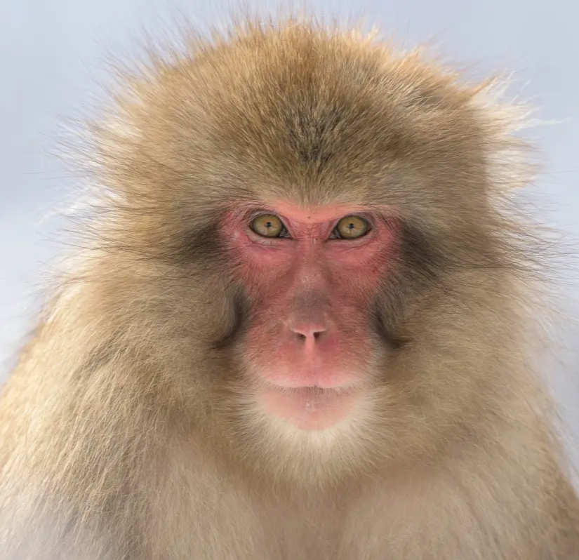 Top 10 Tips for Professional Wildlife Photography