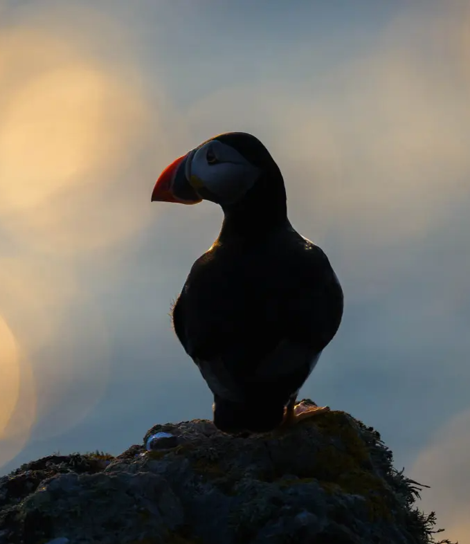 Top 10 Tips for Professional Wildlife Photography