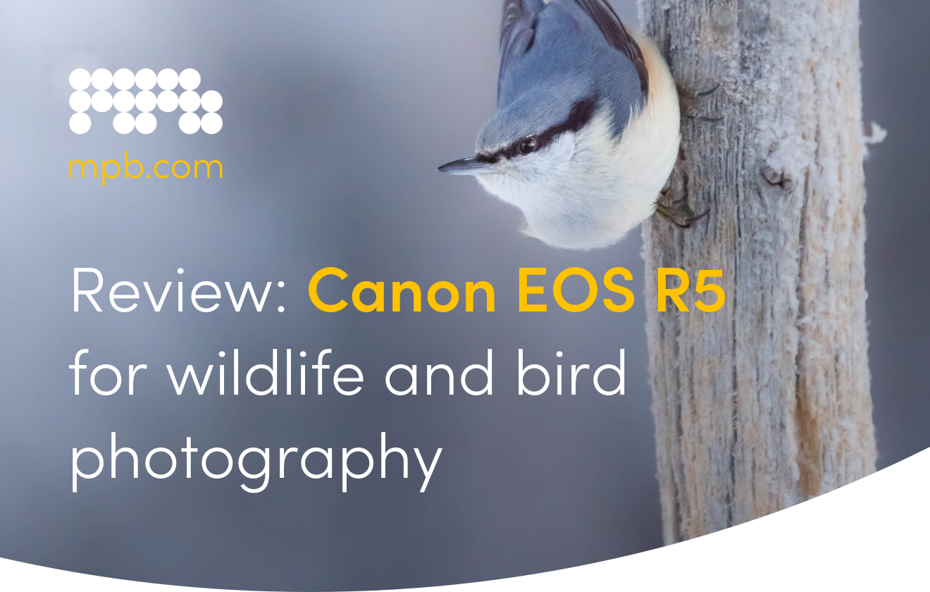 Review: Canon EOS R5 for wildlife and bird photography
