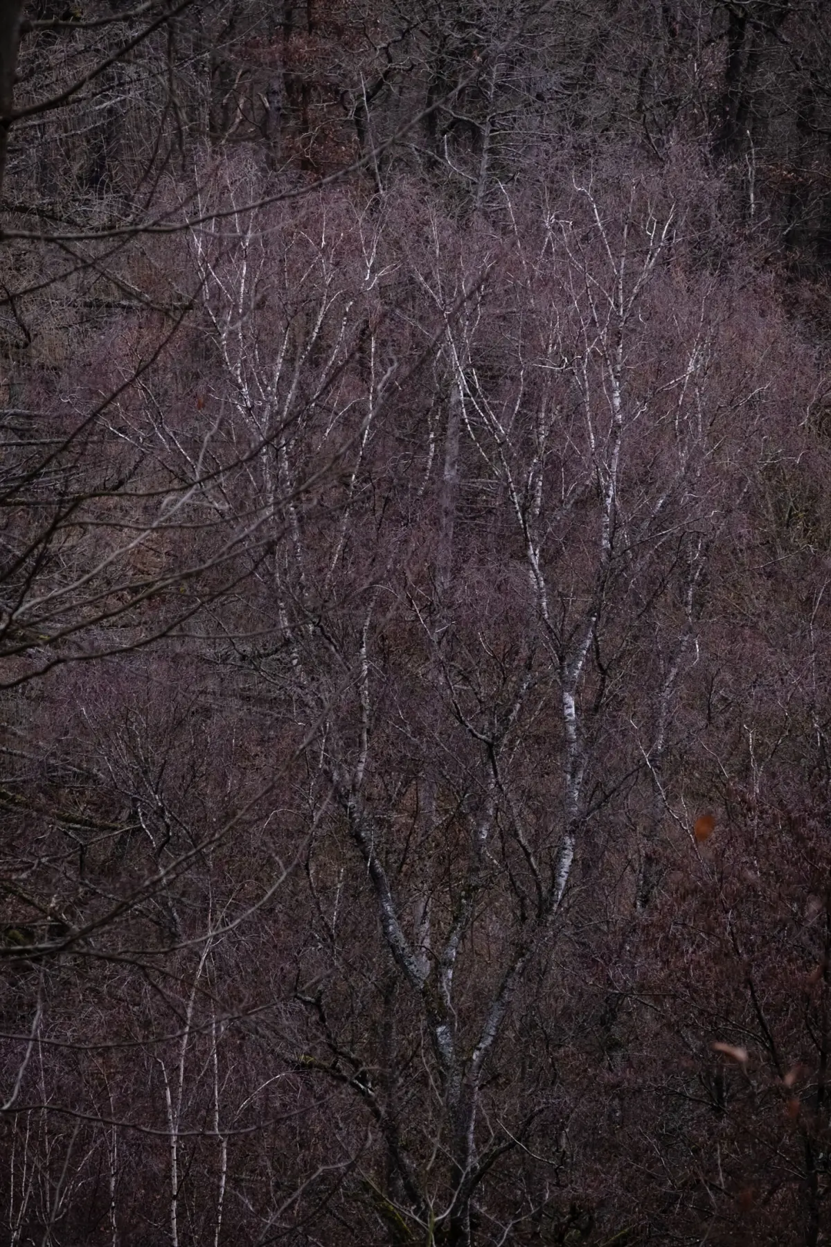 Forest and Woodland Photography