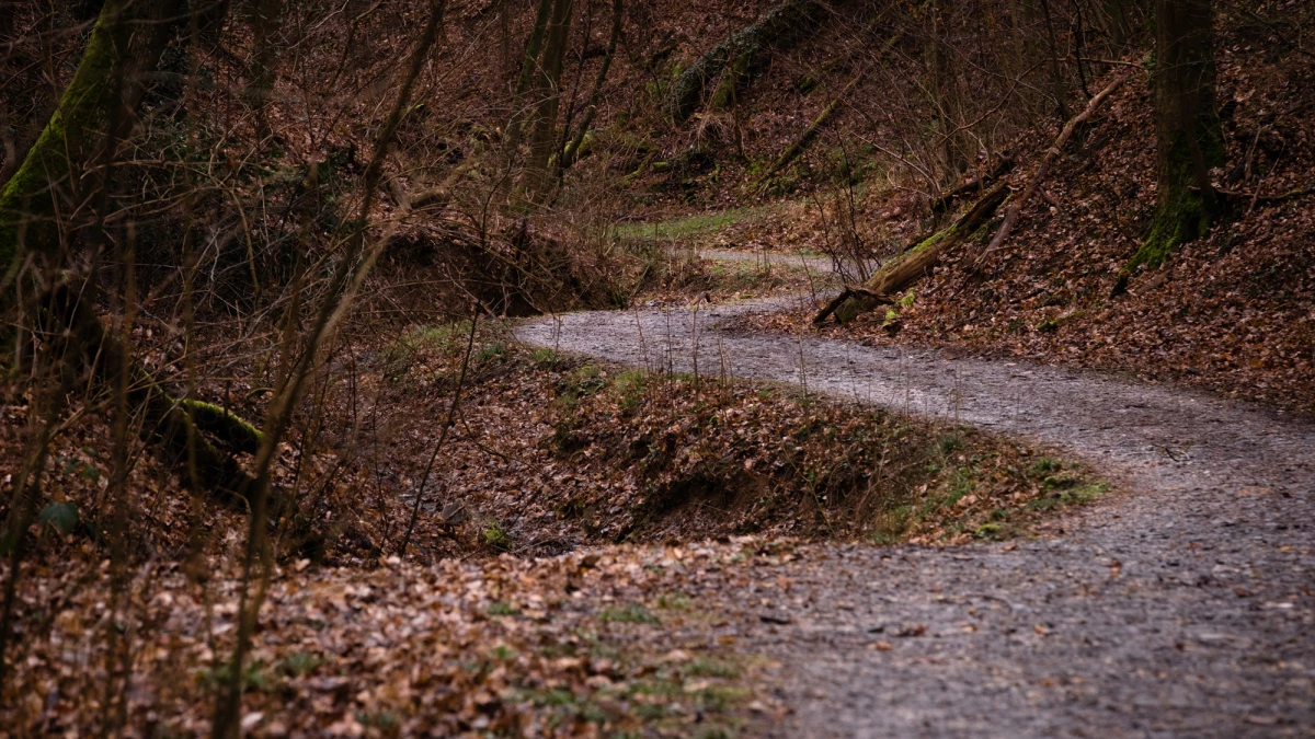 Forest and Woodland Photography