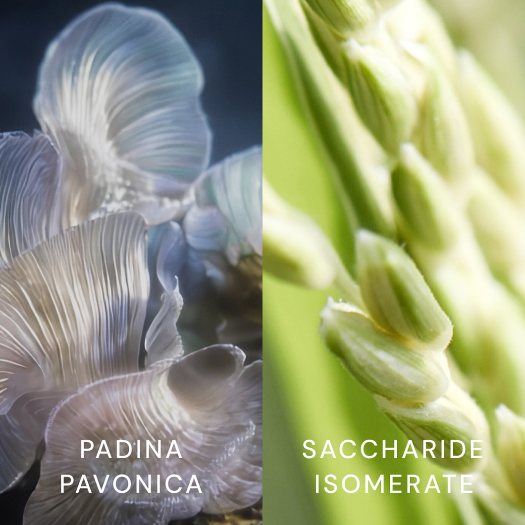  The Ingredient Deep Dive