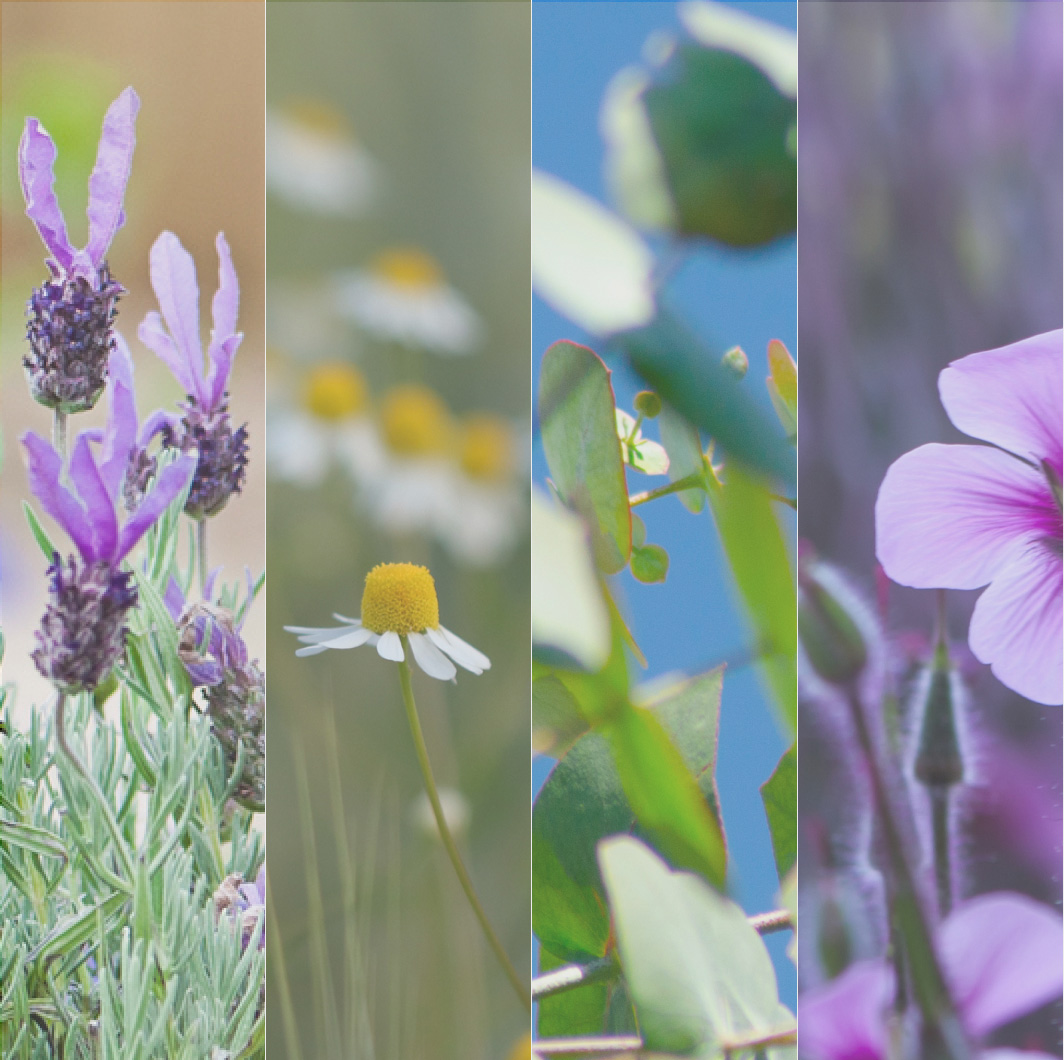 Our Signature Aromatic Blend