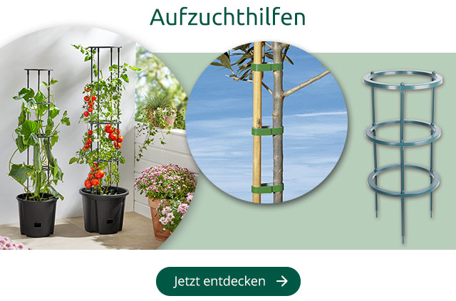 Aufzucht