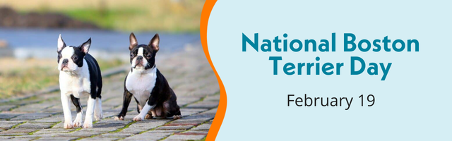 National Boston Terrier Day