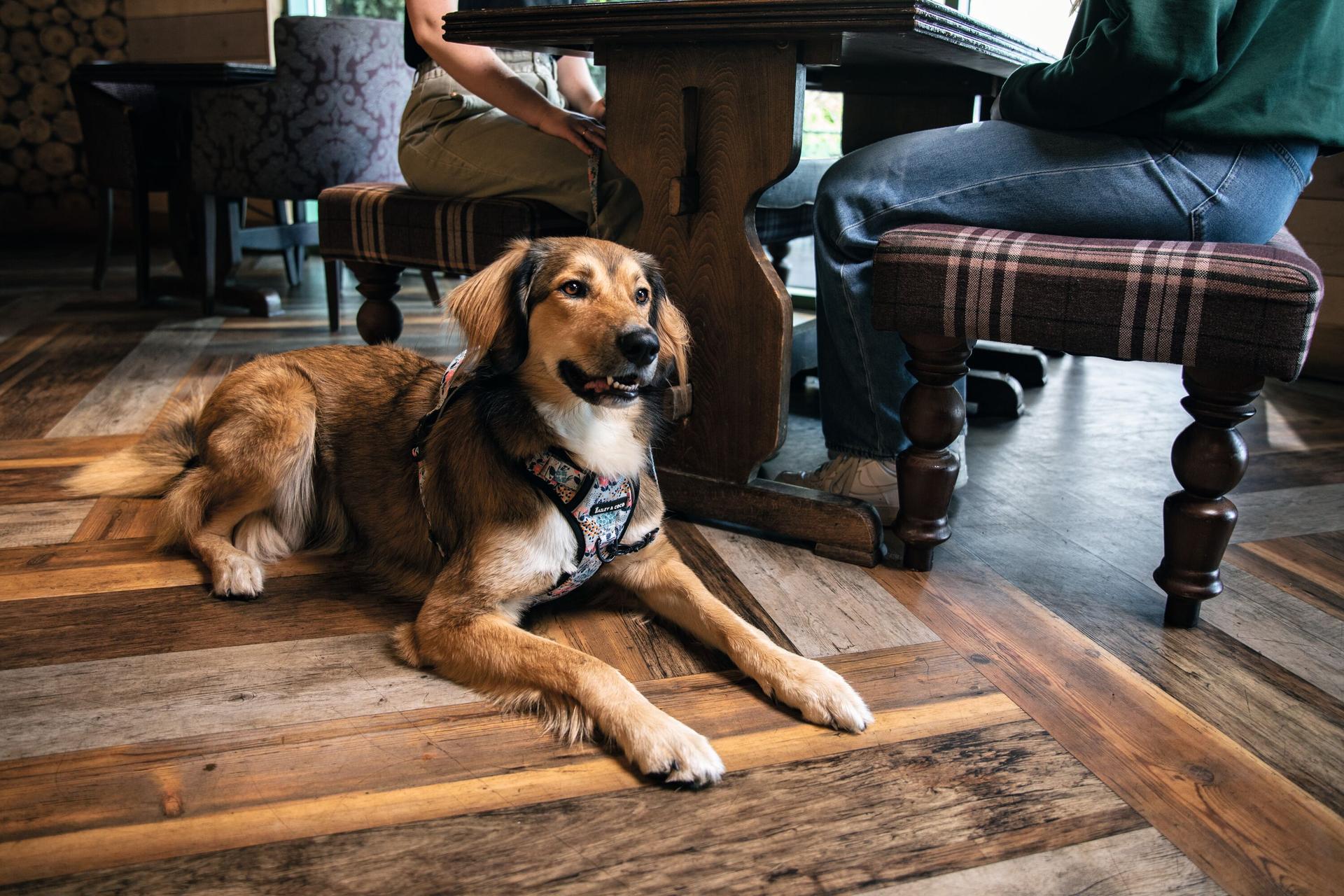 Dog at a Haven restaurant
