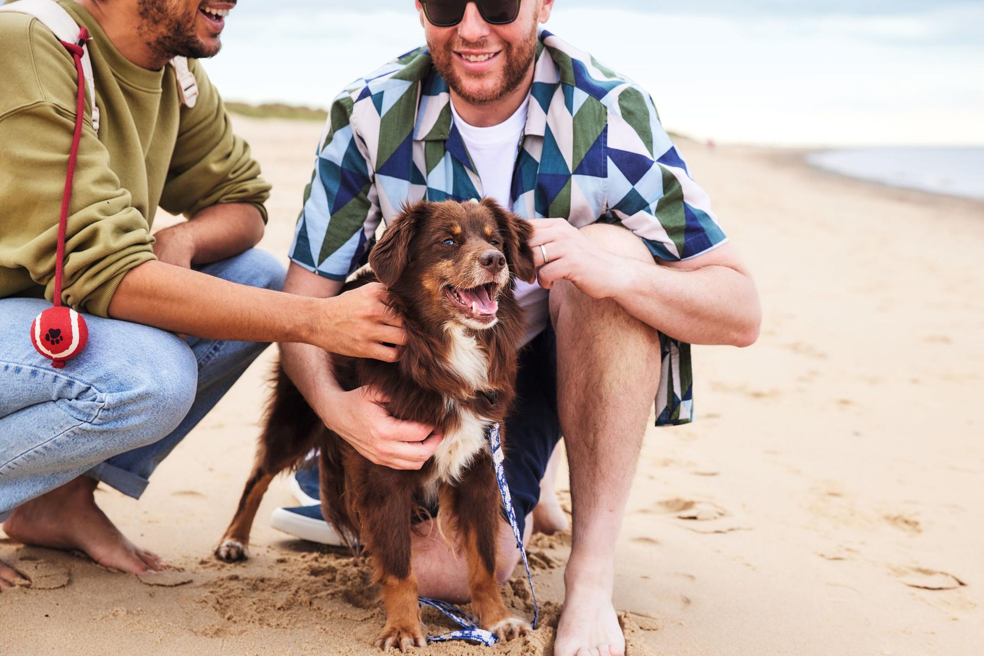 Dog walk on a beach
