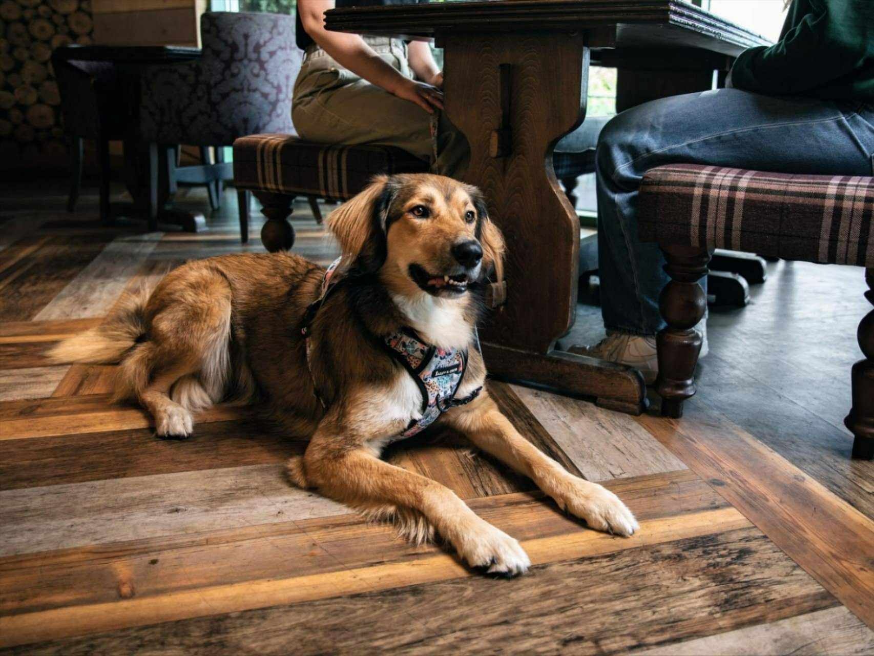 Dog at a Haven restaurant