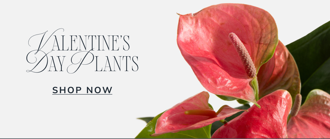 Valentine's Day Plants