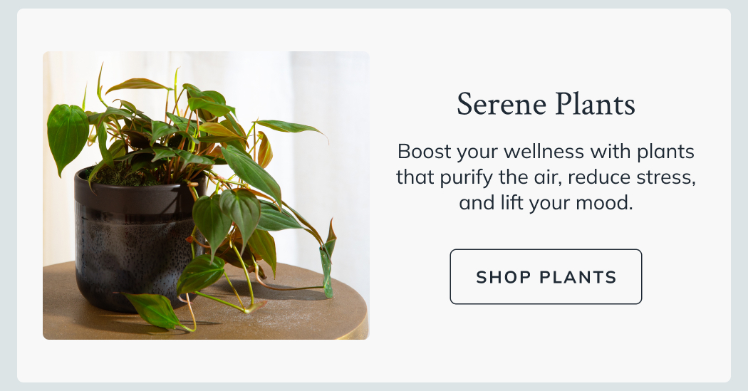 Serene Wellness