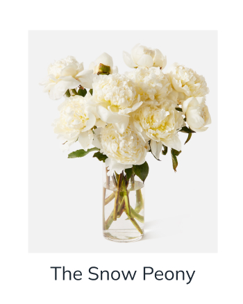 The Snow Peony