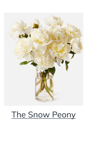 The Snow Peony