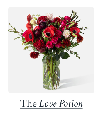 The Love Potion