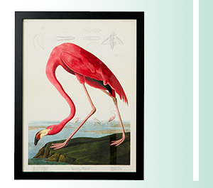 Great Blue Heron And Flamingo Framed Prints Set Of 2