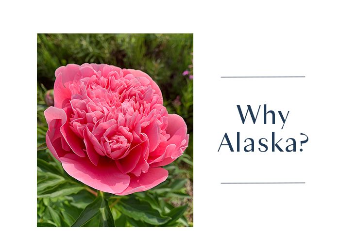 Alaskan peonies! - Urban Stems