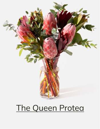 The Queen Protea