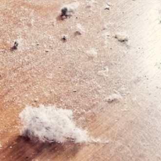 dust