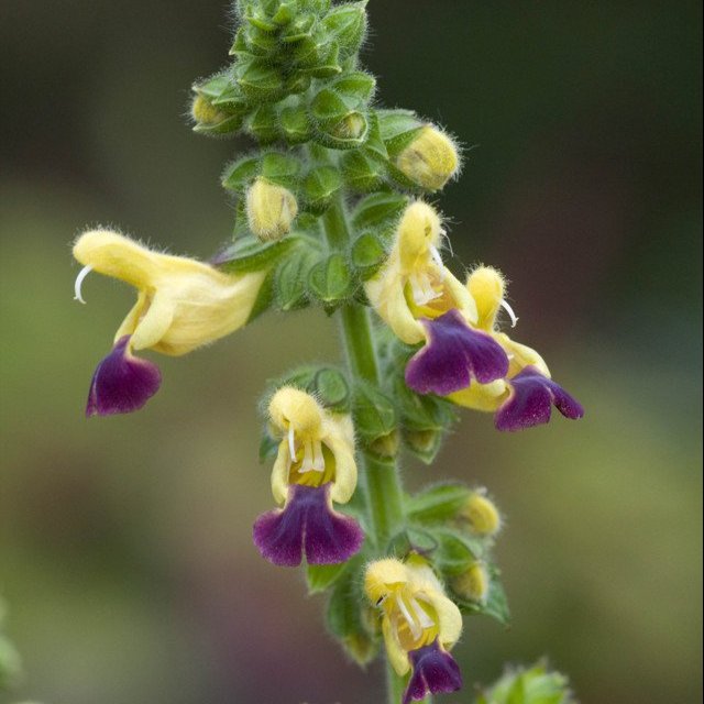 Salvia bulleyana Blue Lips  (Loose-Rooted Plants)