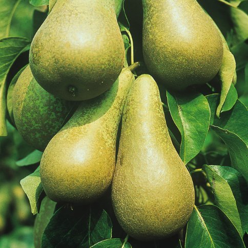 Pear Conference