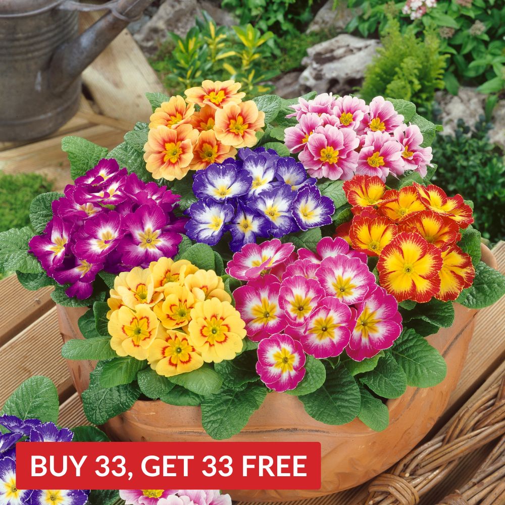 Primula Colour Carnival