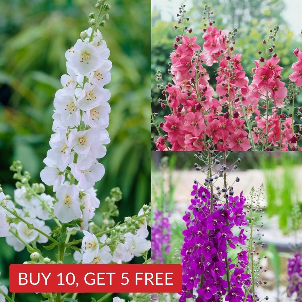 Verbascum Phoenicum Collection