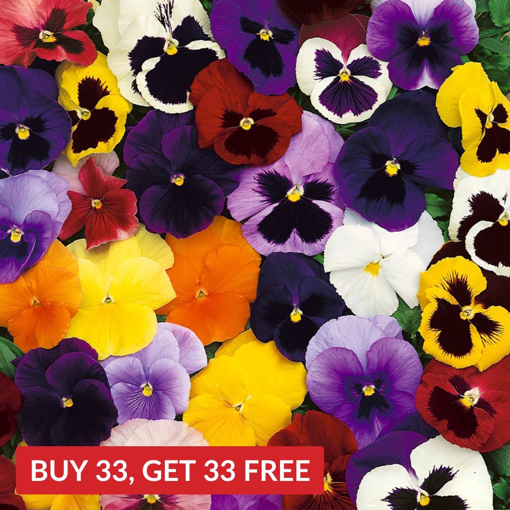 Pansy Mix Winter Flowering                 