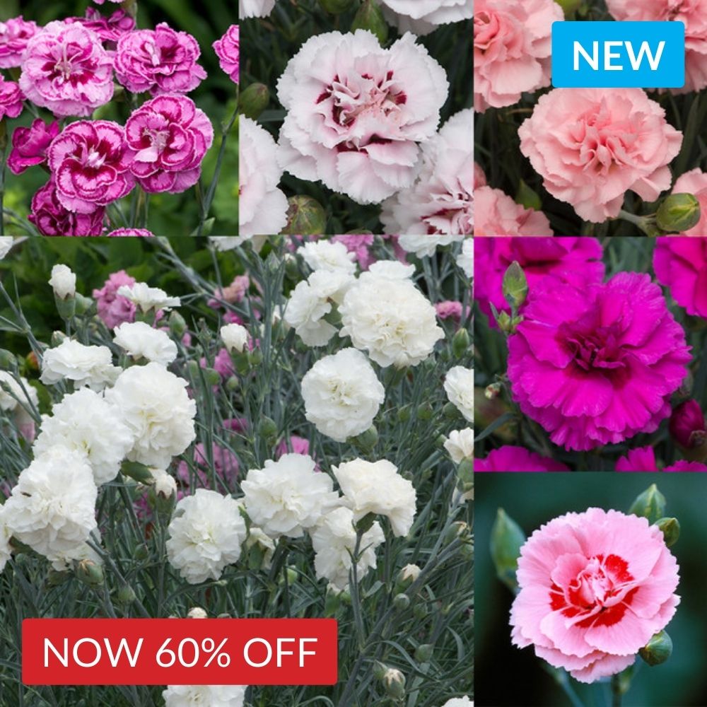 Dianthus Hardy Pinks Collection