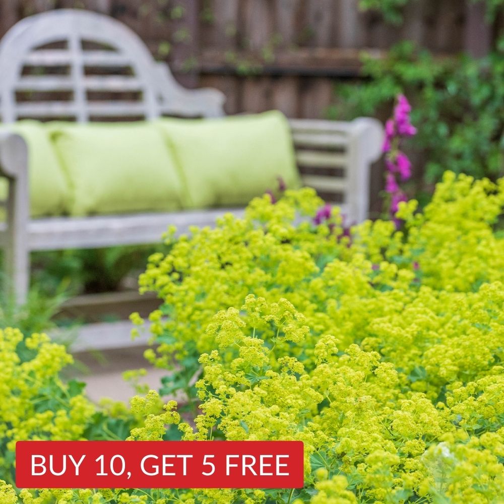 Alchemilla Mollis  (5cm Modules)