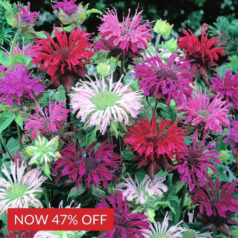 Monarda Mixed